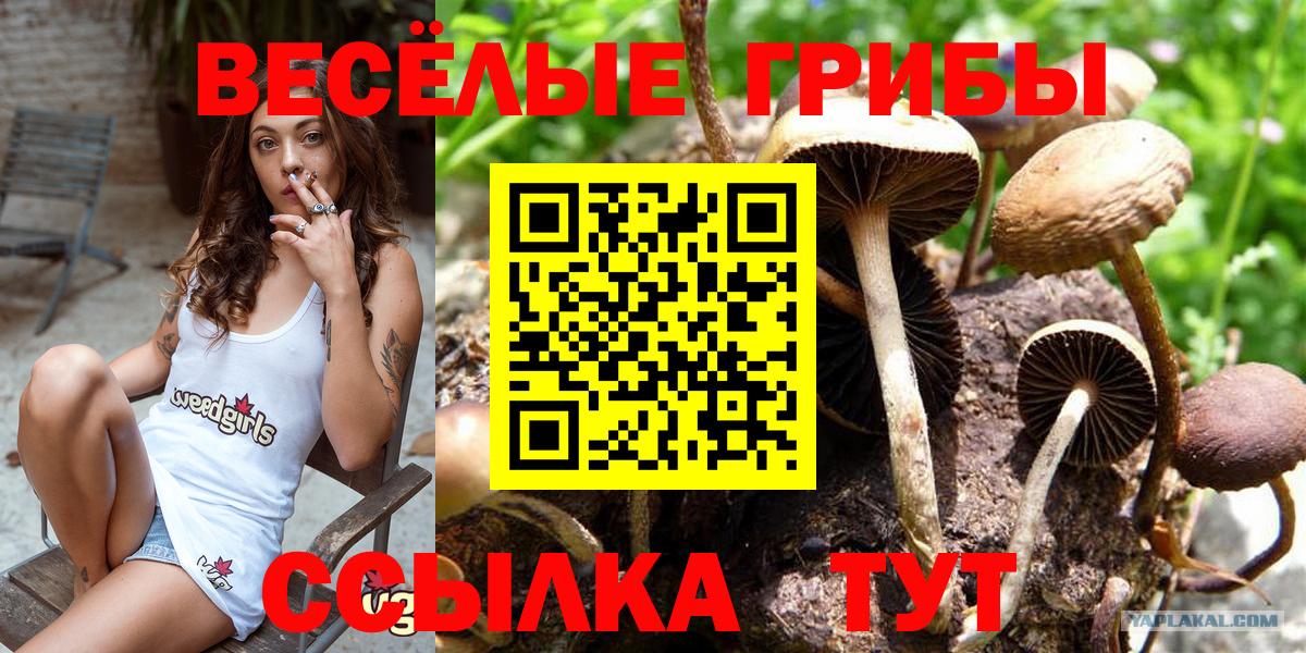Галлюциногенные грибы прущие грибы  Вход с VPN  Псилоцибиновые грибы Cubensis  Карачаевск 